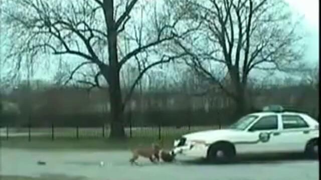 Куче яде полицейска кола