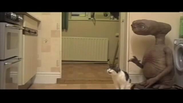 Коте говори на извънземното