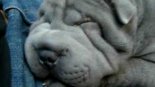 Хъркащо куче..