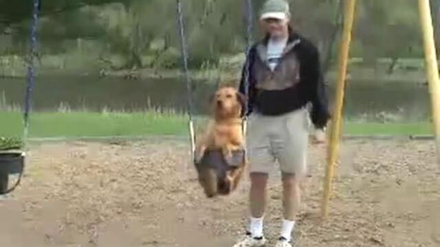 Куче обича да се люля