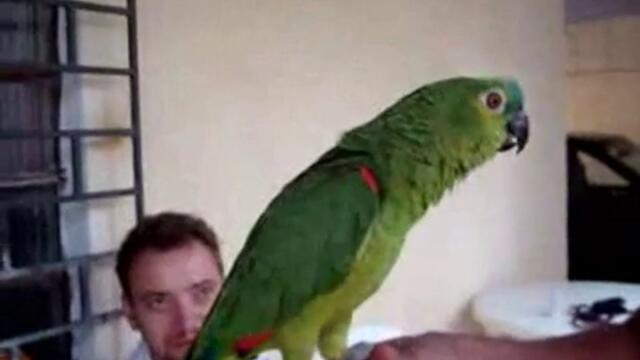 Папагал пее опера