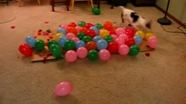 Куче срещу балони