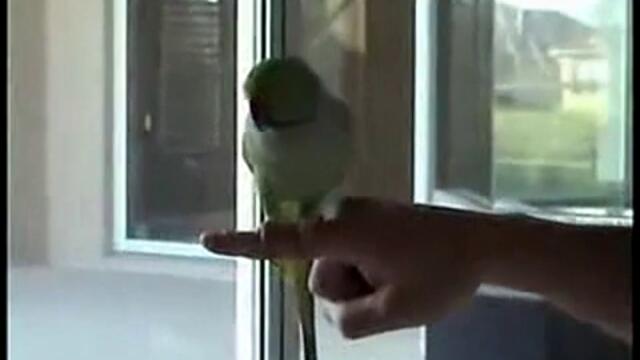 Този папагал ще ви изуми!