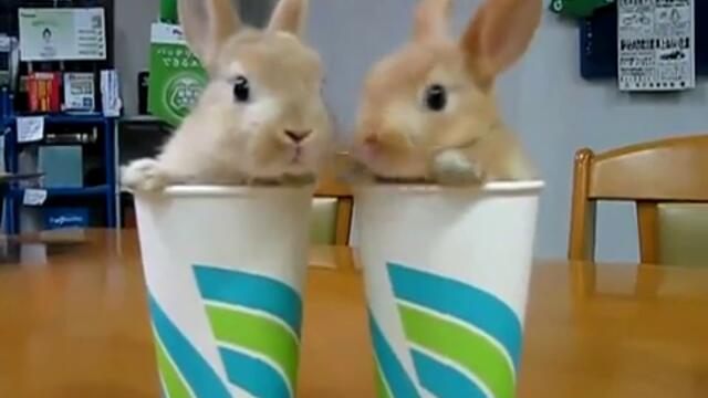 Две сладки зайчета в картонени чашки