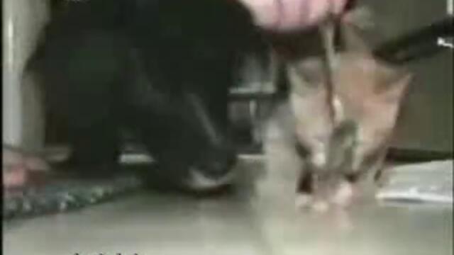 Смешни Животни