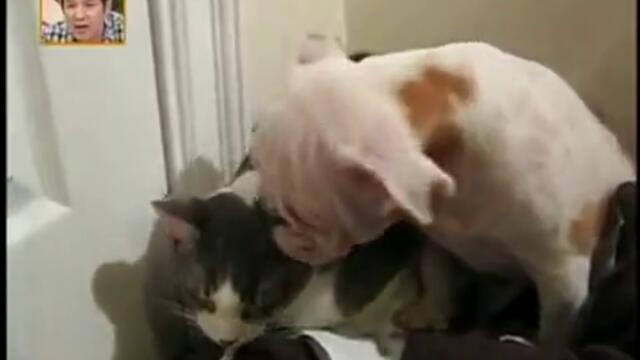 Котка нокаутира куче