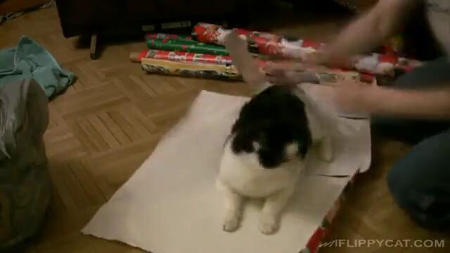 Котка при шивача!