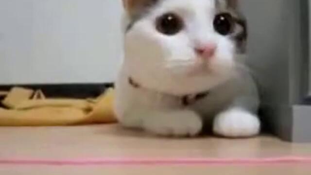 Диско котка!