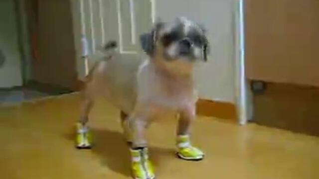 Много сладко кученце с обувки