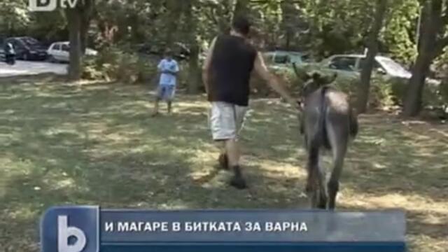 Работливо магаре кандидат за кмет във Варна