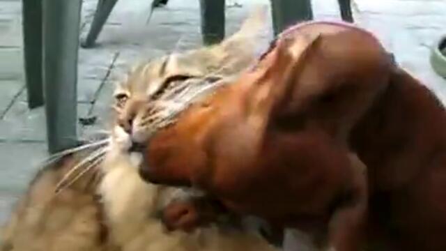 Любов между куче и котка