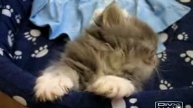 Spyashta Kotka - Mnogo Sladka