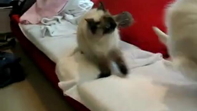 Като малки деца са