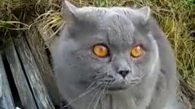Много смях - Котка се оплаква на свой език