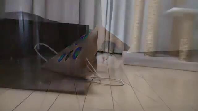 Котето Мару се рови из торбички