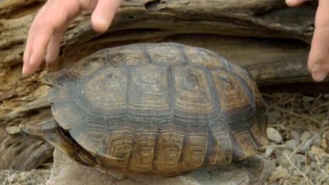 Как се е образувала черупката на Костенурките