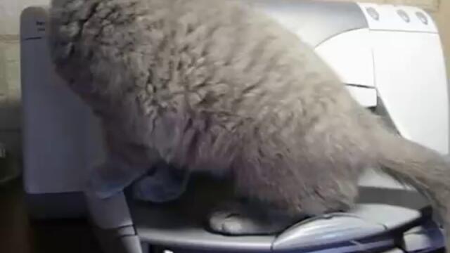 Луда котка се плаши от принтер [смях]