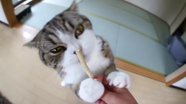 Котето мару сладур...