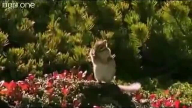 Катеричи Beatbox xD