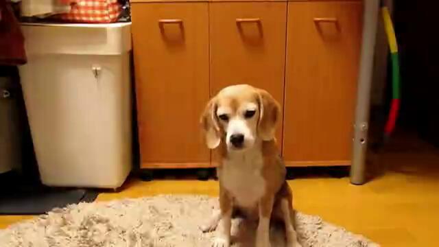 Кученце се учи да хваща топка с лапички