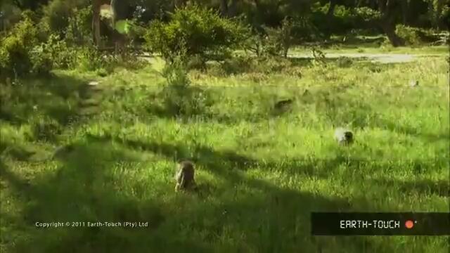 Тези мъници заслужават да се видят от всеки