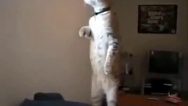 Коте се изправя на Химна !