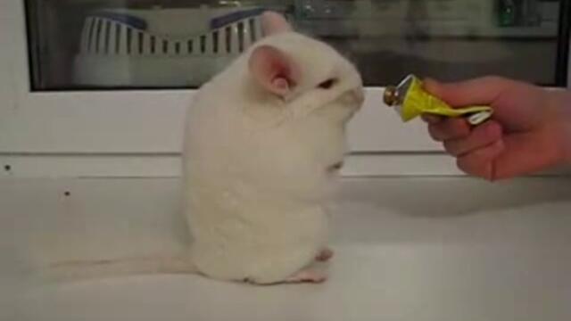 Много Сладка Тропкаща Чинчила