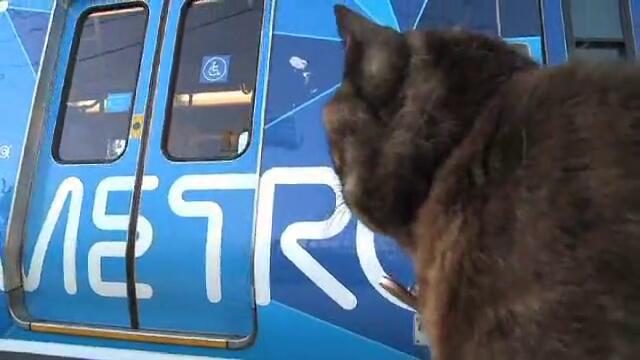 Котка , която чака стопанката си на Гарата !