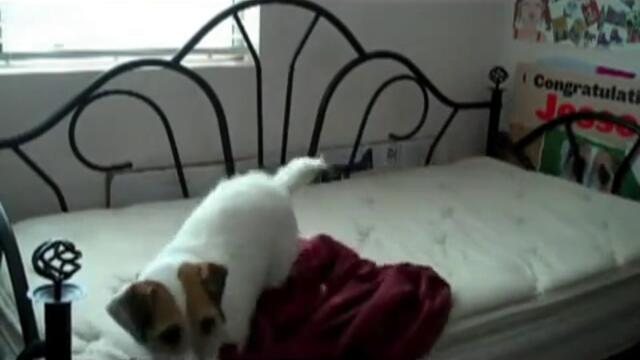 Джеси най-умното куче на света