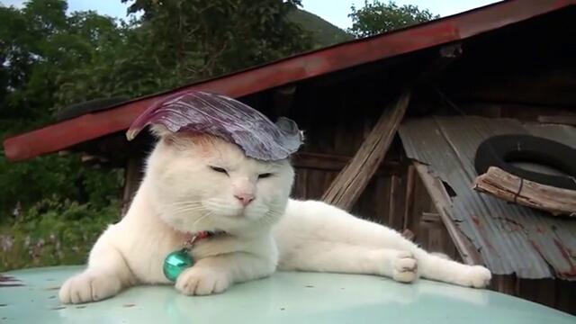 Коте има шапка от зелево листо