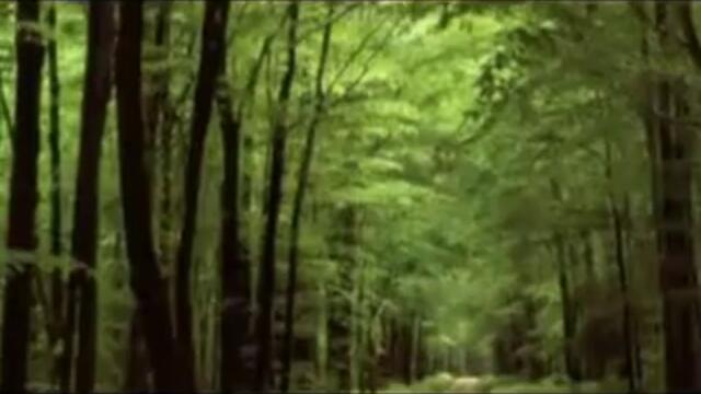 ВЪЛК - Михаил Шуфутински