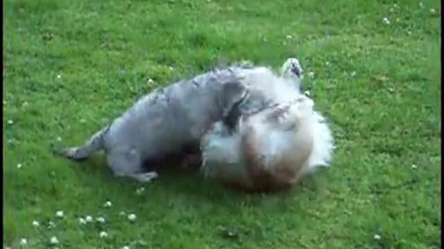 Dandie Dinmont Terriers