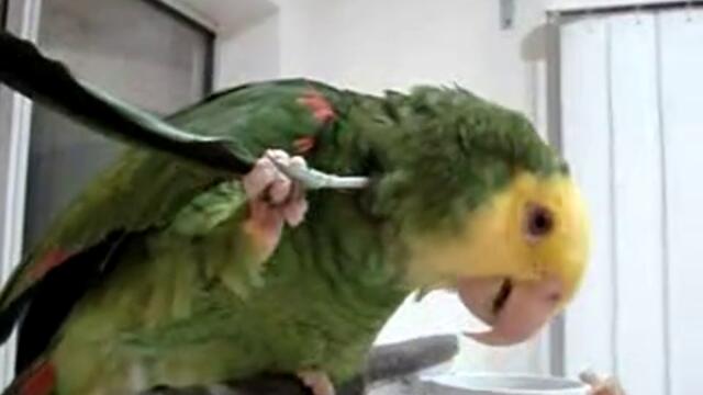 Папaгал се чеше по врата с едно от перата си