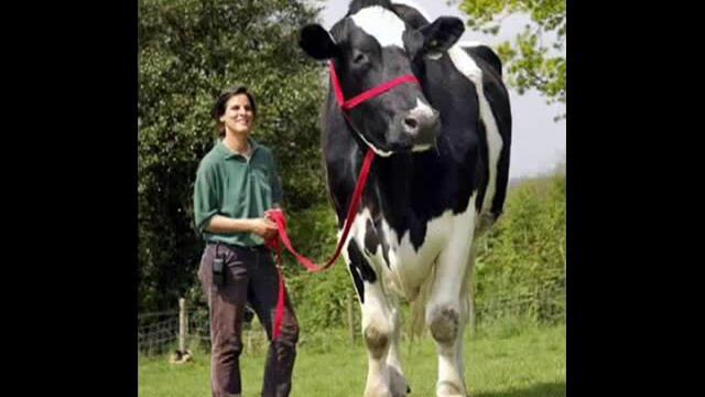 Най - Големите животни в света