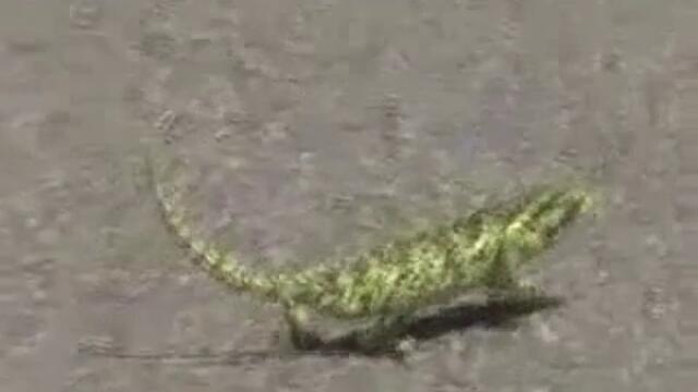 Този хамелеон сигурно го е учил 50 cent да танцува