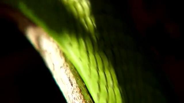 Зелена мамба...