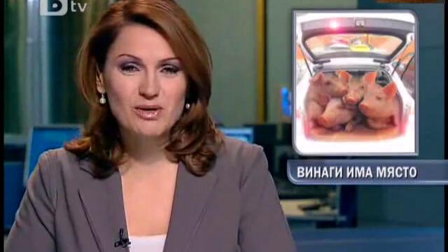 22 прасета в Лада в Димитровград