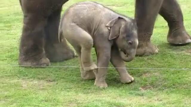 Слонче се учи да ходи