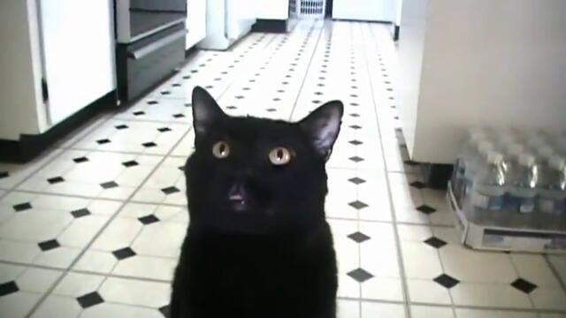 Talking Kitty Cat - No More Nice Kitty