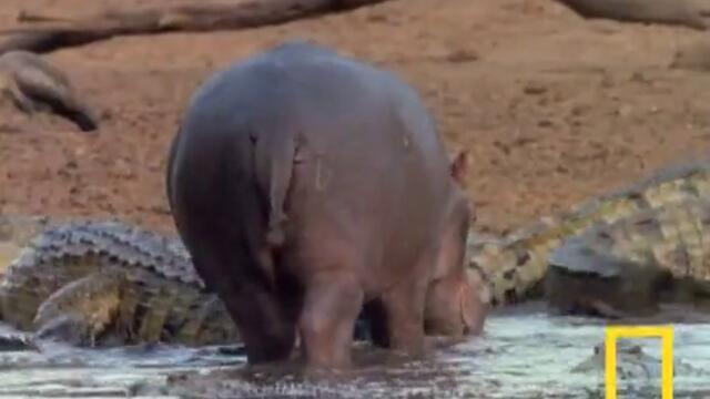 Хипопотам ближе крокодил