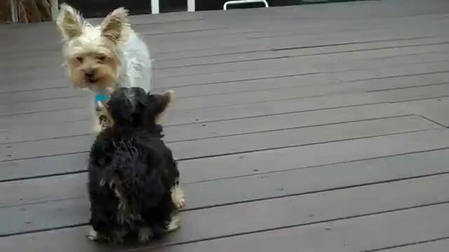 Бой между кучета