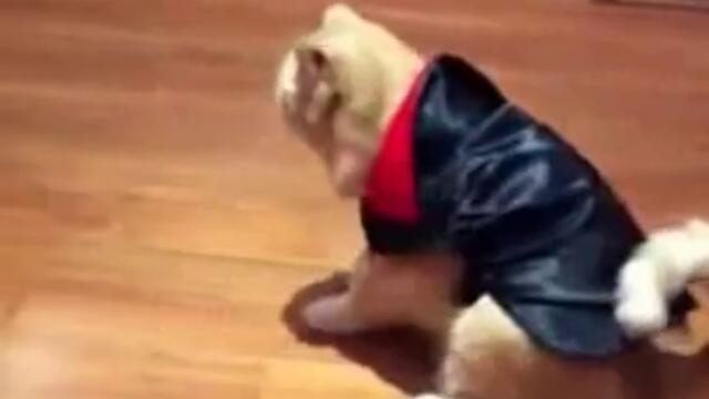 Коте в костюм на Дракула