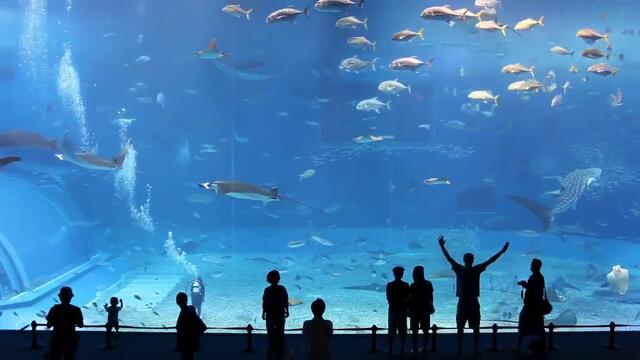 Kuroshio Sea - 2nd largest aquarium tank