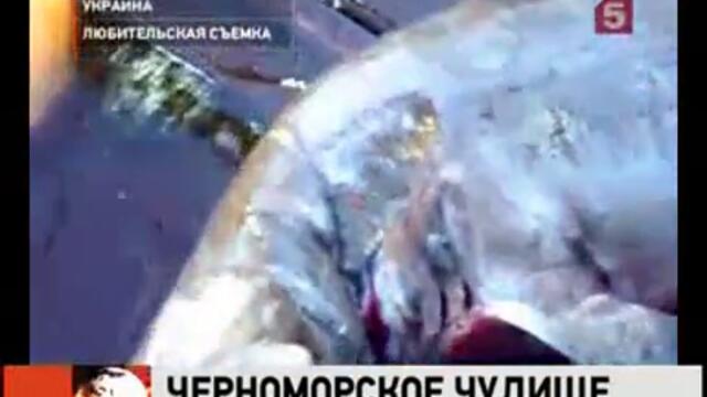 Дали е акула