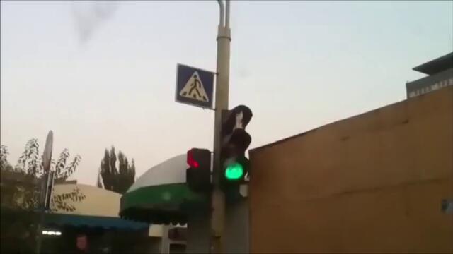 Внимание! Котка на светофара