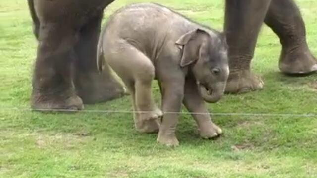 Първите стъпки на новородено слонче.