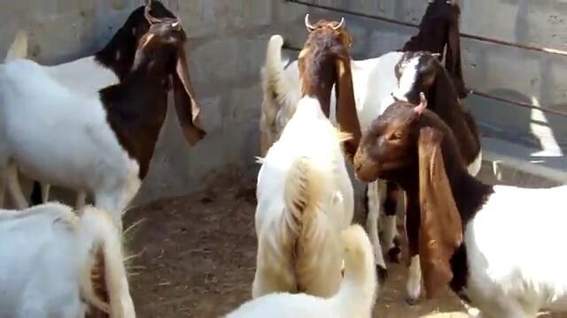 Кози с колеми уши