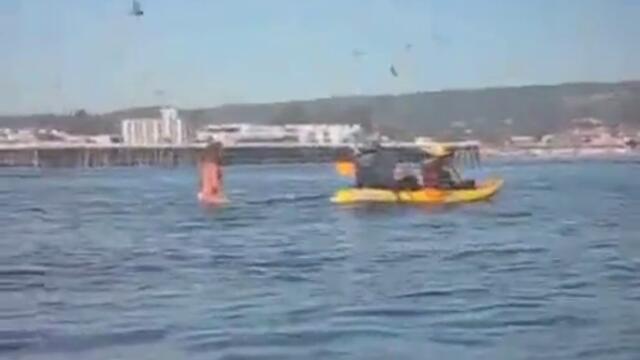 Кит за малко да закуси сърфистка