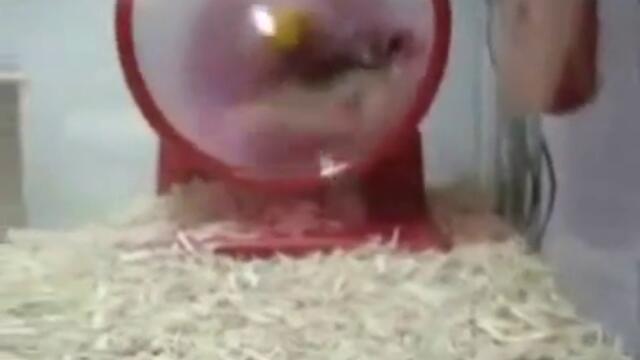 Хамстер вклучва нитро!