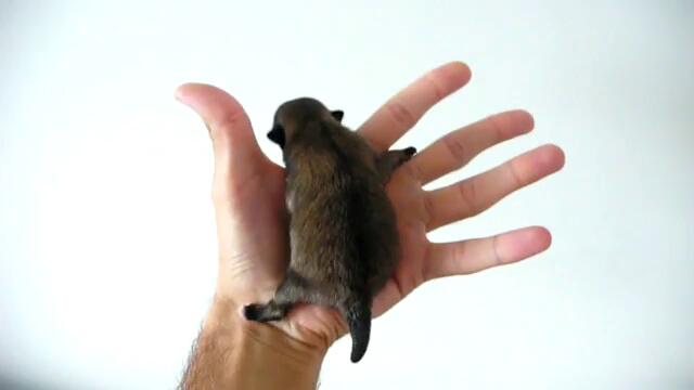 Померан на 2 месеца